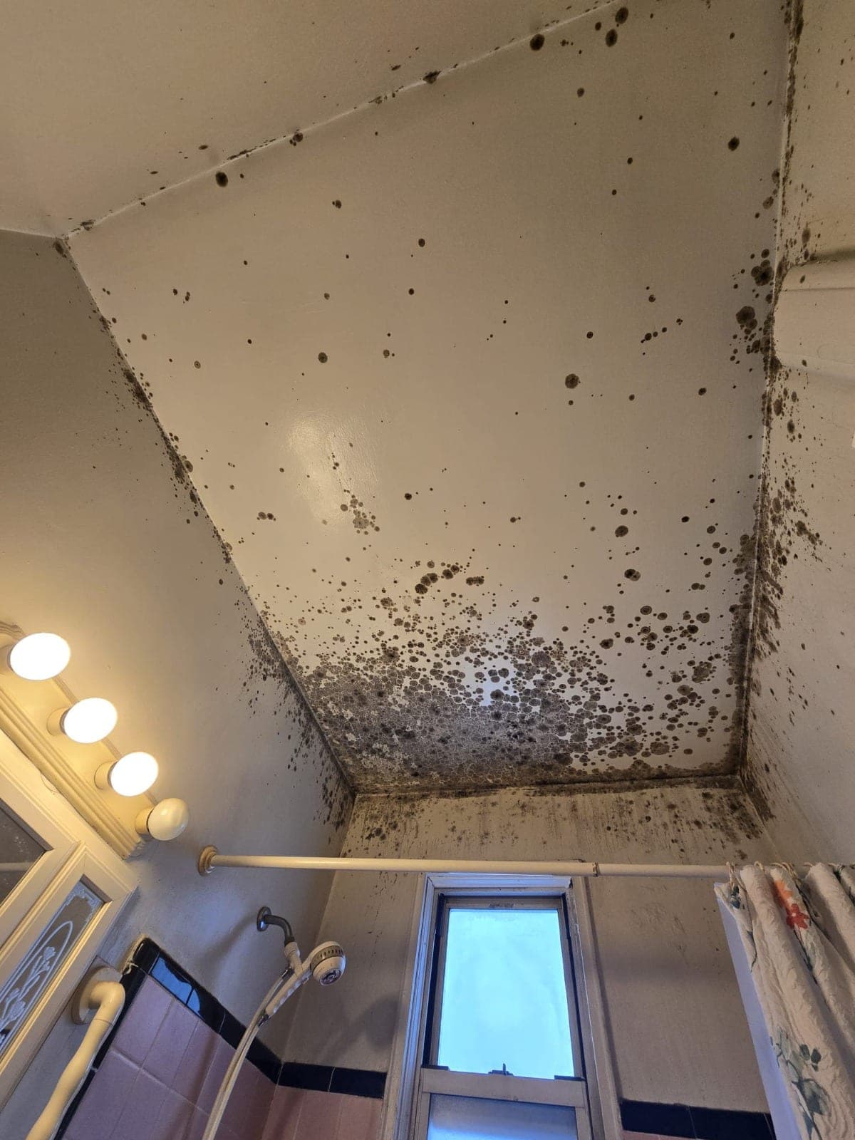 Black mold colonies spreading across a bathroom ceiling and upper walls above the shower